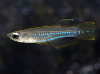 Голубоглазка Нормана Poropanchax normani