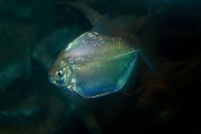 Метинис (Серебряный доллар)