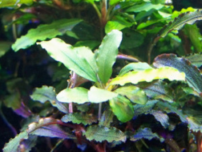Буцефаландра Bucephalandra sp.Sokan Grey