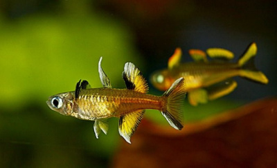 картинка Псевдомугил Сигнифер от магазина