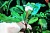 Буцефаландра Bucephalandra sp.