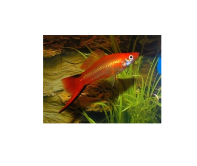 Меченосец Красный Комета