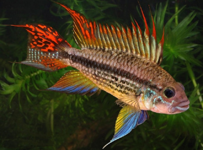 Апистограмма Какаду Microgeophagus cacatouides