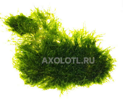 Мох Плакучий