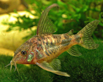 Коридорас Крапчатый Вуалевый, XL Corydoras paleatus