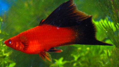 Меченосец Высокоплавничный Красный Чернохвостый