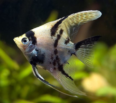 Скалярия Березка, SM