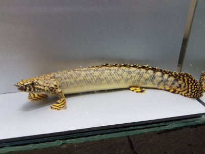 Полиптерус Орнатипиннис