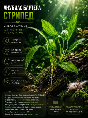 Анубиас Бартера Стрипед, шт