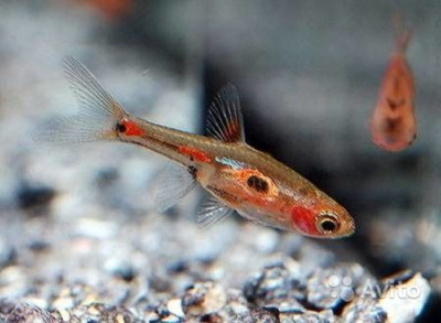 Микрорасбора Мера