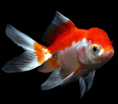 Оранда красно-белая (SM) Carassius auratus