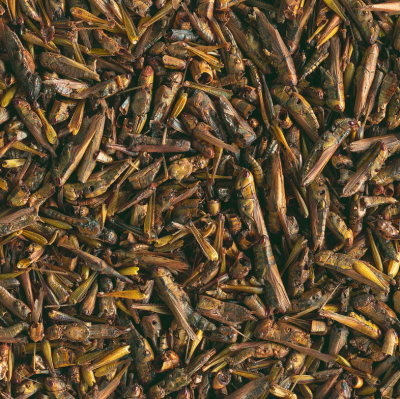 Tetra Repto Delica Grasshopers лакомство для водных черепах (кузнечики) 250 мл/28гр