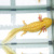 Аксолотль Золотой Дракон, XL Ambystoma mexicanum