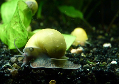 Улитка Ампулярия 2 сорт