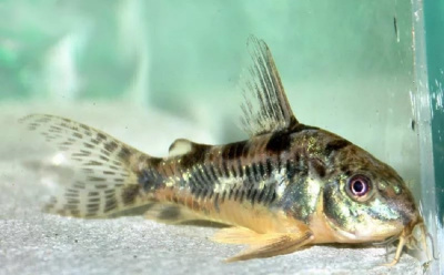Коридорас Крапчатый Corydoras paleatus