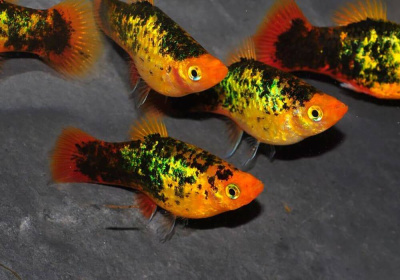 Пецилия Золотая Ситцевая