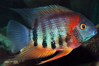 картинка Северум красноголовый от магазина