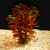 Людвигия Ползучая Рубин Мини, с грузом Ludwigia repens rubin