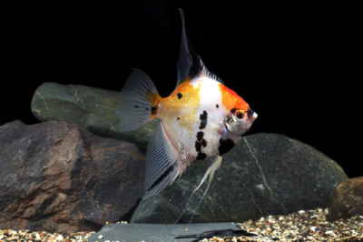 Скалярия Кои Ангел, SM