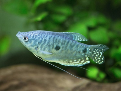 Гурами голубой, S Trichogaster trichopterus sumatranus