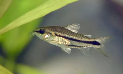 Коридорас Пигмей Corydoras pygmaeus
