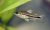 Коридорас Пигмей Corydoras pygmaeus Коридорас Пигмей Corydoras pygmaeus