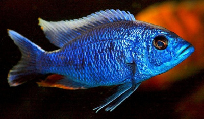 Хаплохромис Васильковый