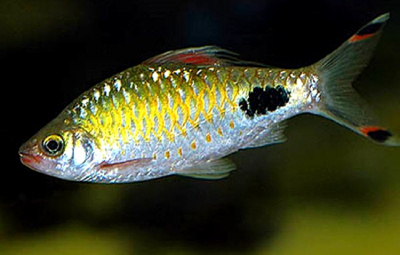 Барбус Оливковый Клоун  Barbus filamentosus