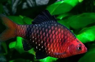 Барбус Чёрный Barbus nigrofasciatus