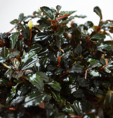 Буцефаландра Bucephalandra sp. Kedagang Round