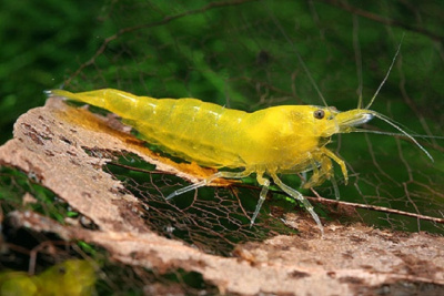 Креветка Вишня Жёлтая  Neocaridina sp.