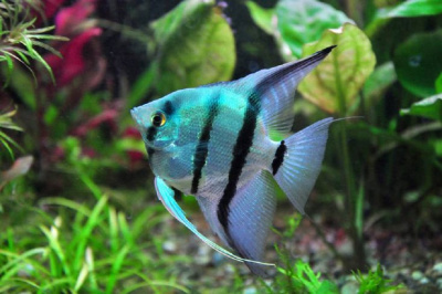 Скалярия Голубой Ангел, SM