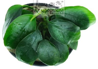 Анубиас Нана Петит, в горшочке