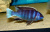 Псевдотрофеус Ацей Нгара Pseudotropheus spec. acei Ngara Псевдотрофеус Ацей Нгара Pseudotropheus spec. acei Ngara