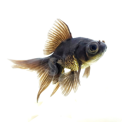 Телескоп Чёрный (SM)  Carassius auratus