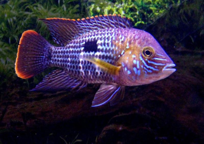 Акара Бирюзовая (L) Andinoacara rivulatus