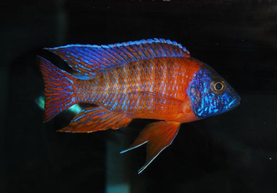 Аулонокара Красная Ньясса Aulonocara Red Peacock Аулонокара Красная Ньясса Aulonocara Red Peacock