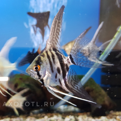 Скалярия mix, ML