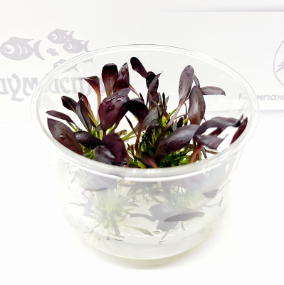 Эхинодорус Афлейм (меристемное растение), ф60х40 мм