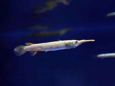 Полурыл альбино