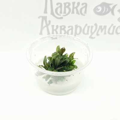 Буцефаландра Красная Мини (меристемное растение), d 6,5
