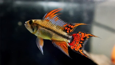 Апистограмма Какаду Дабл Рэд Microgeophagus cacatouides