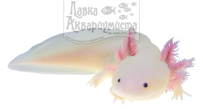 Аксолотль Альбино, S Ambystoma mexicanum