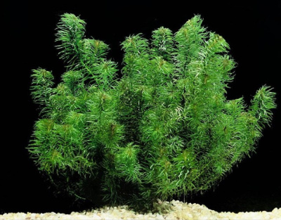 Эгерия Найас, с грузом Эгерия Найас, с грузом