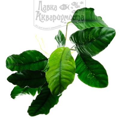 Анубиас Бартери Кофейнолистный, шт