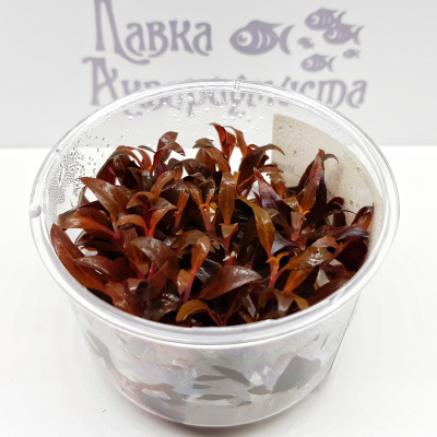 Альтернантера Рейнеки Мини (меристемное растение), ф60х40 мм