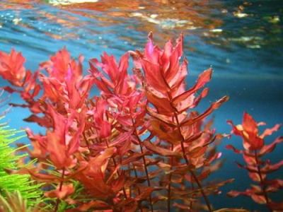 Ротала Макрандра, с грузом Rotala macrandra