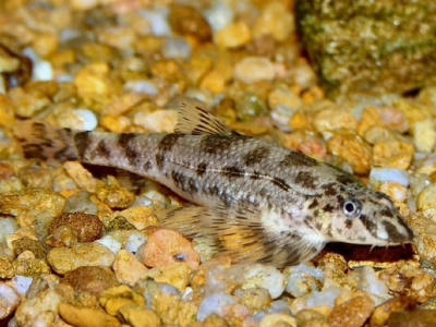 картинка Хомалоптера Смити (Рыба Ящерица) от магазина