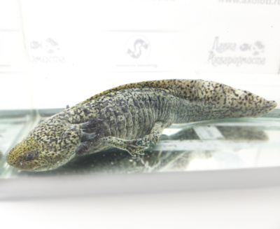 Аксолотль Темный Рыцарь, S Ambystoma mexicanum