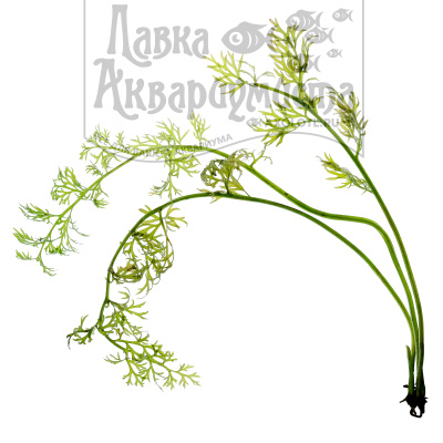 Папоротник Индийский, шт